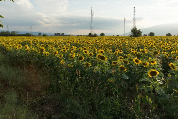 Sunset View Sunflower Field Kazanlak Valley Stara Zagora Region Bulgaria — Stock Photo, Image