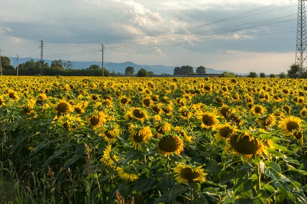 Sunset View Sunflower Field Kazanlak Valley Stara Zagora Region Bulgaria — Stock Photo, Image