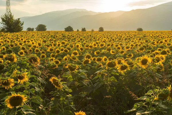 Vista Atardecer Del Campo Girasol Valle Kazanlak Región Stara Zagora — Foto de Stock