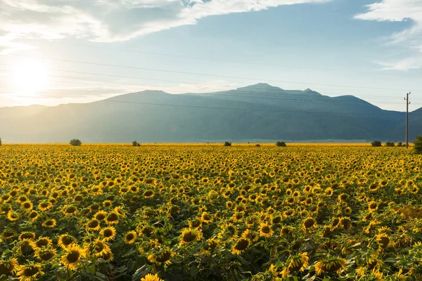 Sunset View Sunflower Field Kazanlak Valley Stara Zagora Region Bulgaria — Stock Photo, Image