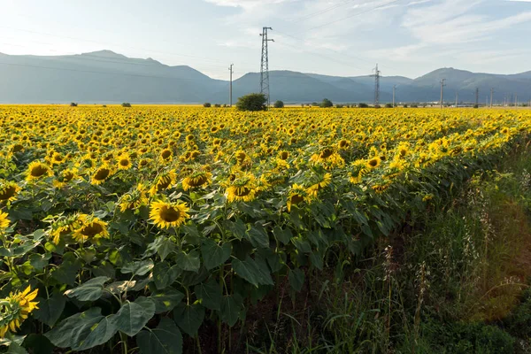 Sunset View Sunflower Field Kazanlak Valley Stara Zagora Region Bulgaria — Stock Photo, Image