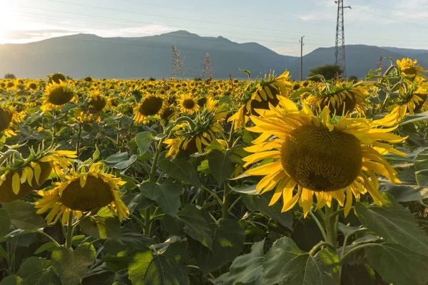 Sunset View Sunflower Field Kazanlak Valley Stara Zagora Region Bulgaria — Stock Photo, Image