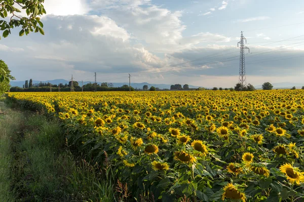 Sunset View Sunflower Field Kazanlak Valley Stara Zagora Region Bulgaria — Stock Photo, Image