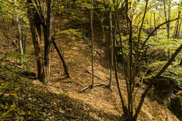 Осінній View Ecotrail Struilitsa Річки Девін Ущелині Смолян Область Болгарія — стокове фото