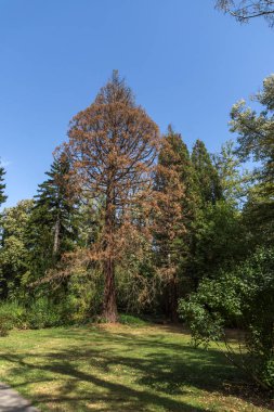 Sofia, Bulgaristan-17 Eylül 2017: Peyzaj Park Vrana - Sofya, Bulgaristan şehirde eski Kraliyet Sarayı çevresinde