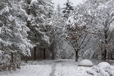 Ağaçlar Bulgaristan Sofya şehir South Park'taki kış görünümü kar ile kaplı
