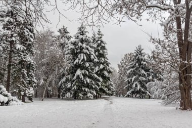 Ağaçlar Bulgaristan Sofya şehir South Park'taki kış görünümü kar ile kaplı
