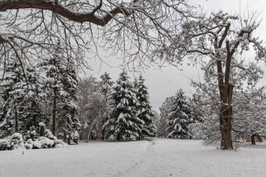 Ağaçlar Bulgaristan Sofya şehir South Park'taki kış görünümü kar ile kaplı