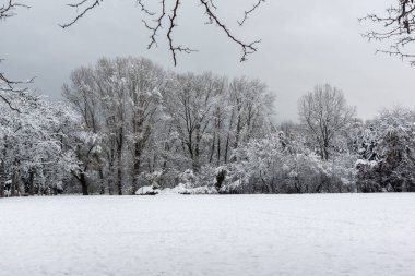 Ağaçlar Bulgaristan Sofya şehir South Park'taki kış görünümü kar ile kaplı
