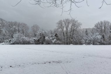 Ağaçlar Bulgaristan Sofya şehir South Park'taki kış görünümü kar ile kaplı
