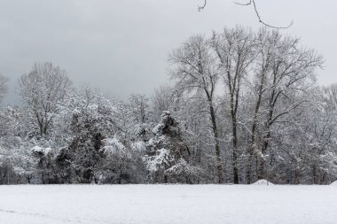 Ağaçlar Bulgaristan Sofya şehir South Park'taki kış görünümü kar ile kaplı