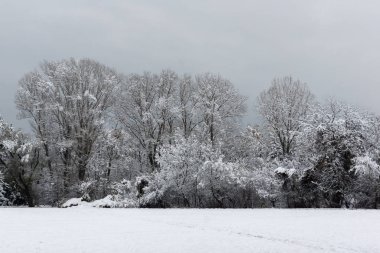 Ağaçlar Bulgaristan Sofya şehir South Park'taki kış görünümü kar ile kaplı