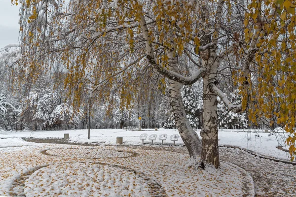 Vista Invierno Con Árboles Cubiertos Nieve South Park Ciudad Sofía —  Fotos de Stock