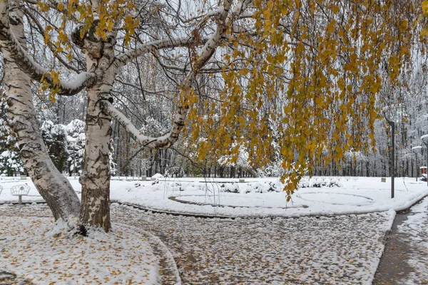 Vinter Med Snö Täckt Träd South Park Staden Sofia Bulgarien — Stockfoto