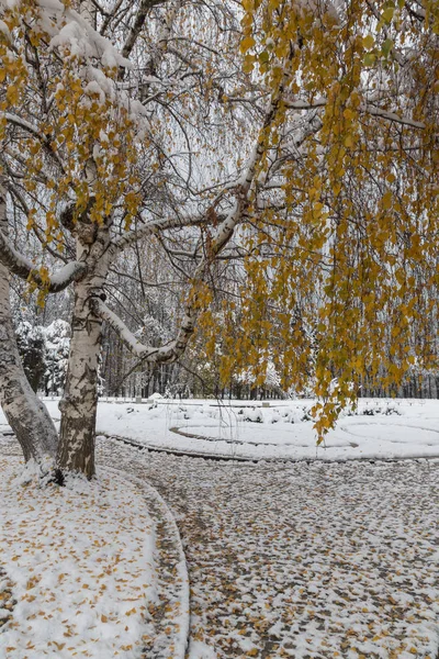 Winters Aanblik Met Sneeuw Bedekt Bomen South Park Stad Van — Stockfoto