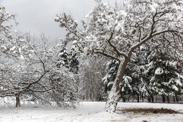 Vista Inverno Com Árvores Cobertas Neve South Park Cidade Sofia — Fotografia de Stock
