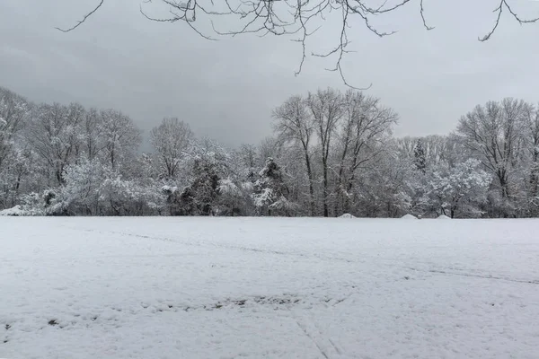 Zimowy Widok Śniegu Objętych Drzewa South Park Mieście Sofia Bułgaria — Zdjęcie stockowe