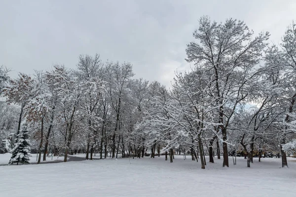 Winters Aanblik Met Sneeuw Bedekt Bomen South Park Stad Van — Stockfoto