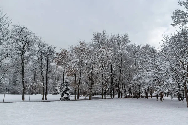 Προβολή Του Χειμώνα Χιόνι Κάλυψε Δέντρα Στη Νότιο Πάρκο Στην — Φωτογραφία Αρχείου