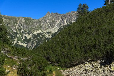 Pirin Dağı'nda Yeşil tepeler ve orman ile Manzara, Bulgaristan