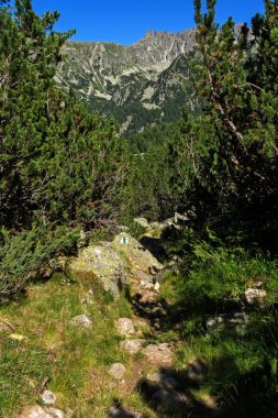 Pirin Dağı'nda Yeşil tepeler ve orman ile Manzara, Bulgaristan