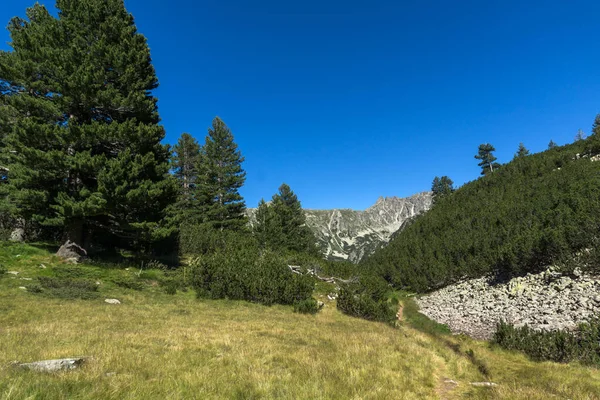 Landscape Green Hills Forest Pirin Mountain Bulgaria — Stock Photo, Image