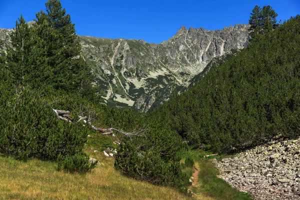 Landskap Med Gröna Kullar Och Skog Pirin Mountain Bulgarien — Stockfoto