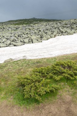Vitosha Mountain yakınındaki Cherni Vrah tepe, Sofya şehir bölge, Bulgaristan'ın yeşil tepeleri ile manzara