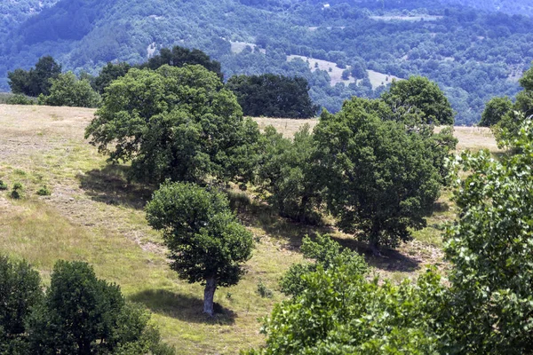 Zomer Landschap Van Ograzhden Mountain Blagoevgrad Regio Bulgarije — Stockfoto