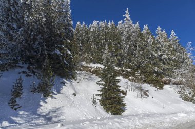 Vitosha Mountain kış manzarası kar ile şaşırtıcı kaplı ağaçlar, Sofya şehir bölge, Bulgaristan