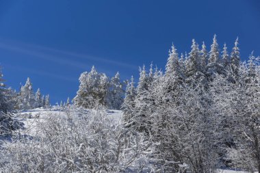 Vitosha Mountain kış manzarası kar ile şaşırtıcı kaplı ağaçlar, Sofya şehir bölge, Bulgaristan