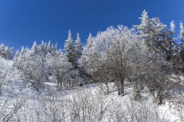 Vitosha Mountain kış manzarası kar ile şaşırtıcı kaplı ağaçlar, Sofya şehir bölge, Bulgaristan