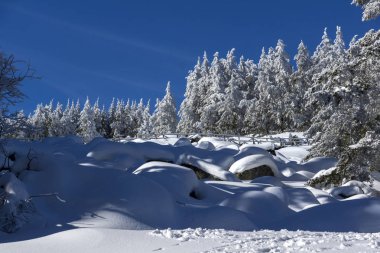 Vitosha Mountain kış manzarası kar ile şaşırtıcı kaplı ağaçlar, Sofya şehir bölge, Bulgaristan