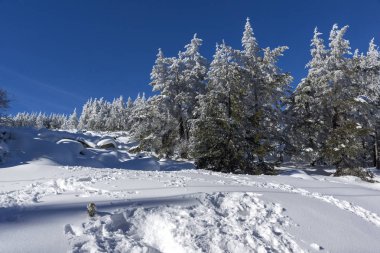 Vitosha Mountain kış manzarası kar ile şaşırtıcı kaplı ağaçlar, Sofya şehir bölge, Bulgaristan