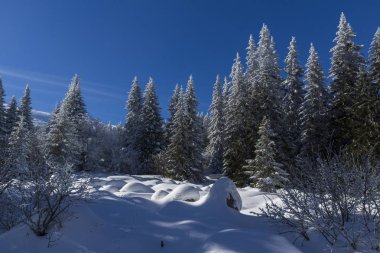 Vitosha Mountain kış manzarası kar ile şaşırtıcı kaplı ağaçlar, Sofya şehir bölge, Bulgaristan