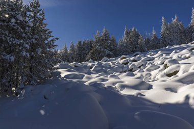 Vitosha Mountain kış manzarası kar ile şaşırtıcı kaplı ağaçlar, Sofya şehir bölge, Bulgaristan