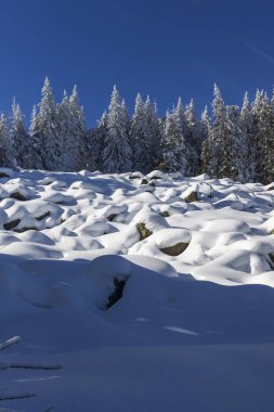 Vitosha Mountain kış manzarası kar ile şaşırtıcı kaplı ağaçlar, Sofya şehir bölge, Bulgaristan