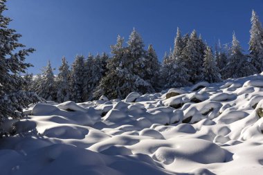 Vitosha Mountain kış manzarası kar ile şaşırtıcı kaplı ağaçlar, Sofya şehir bölge, Bulgaristan