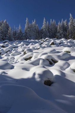 Vitosha Mountain kış manzarası kar ile şaşırtıcı kaplı ağaçlar, Sofya şehir bölge, Bulgaristan
