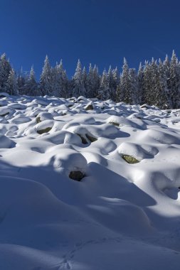 Vitosha Mountain kış manzarası kar ile şaşırtıcı kaplı ağaçlar, Sofya şehir bölge, Bulgaristan
