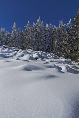 Vitosha Mountain kış manzarası kar ile şaşırtıcı kaplı ağaçlar, Sofya şehir bölge, Bulgaristan