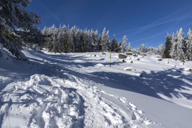 Vitosha Mountain kış manzarası kar ile şaşırtıcı kaplı ağaçlar, Sofya şehir bölge, Bulgaristan