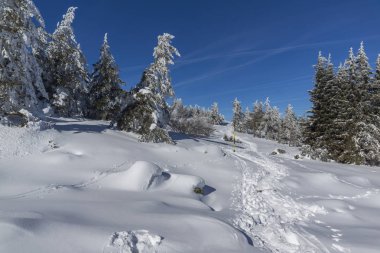 Vitosha Mountain kış manzarası kar ile şaşırtıcı kaplı ağaçlar, Sofya şehir bölge, Bulgaristan