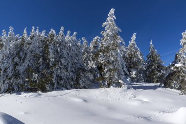Vitosha Mountain kış manzarası kar ile şaşırtıcı kaplı ağaçlar, Sofya şehir bölge, Bulgaristan