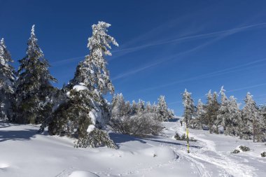 Vitosha Mountain kış manzarası kar ile şaşırtıcı kaplı ağaçlar, Sofya şehir bölge, Bulgaristan
