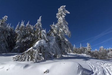 Vitosha Mountain kış manzarası kar ile şaşırtıcı kaplı ağaçlar, Sofya şehir bölge, Bulgaristan