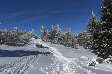 Vitosha Mountain kış manzarası kar ile şaşırtıcı kaplı ağaçlar, Sofya şehir bölge, Bulgaristan