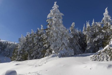Vitosha Mountain kış manzarası kar ile şaşırtıcı kaplı ağaçlar, Sofya şehir bölge, Bulgaristan