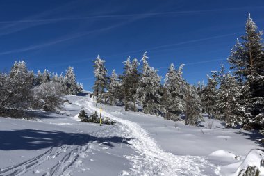 Vitosha Mountain kış manzarası kar ile şaşırtıcı kaplı ağaçlar, Sofya şehir bölge, Bulgaristan