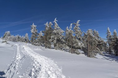Vitosha Mountain kış manzarası kar ile şaşırtıcı kaplı ağaçlar, Sofya şehir bölge, Bulgaristan
